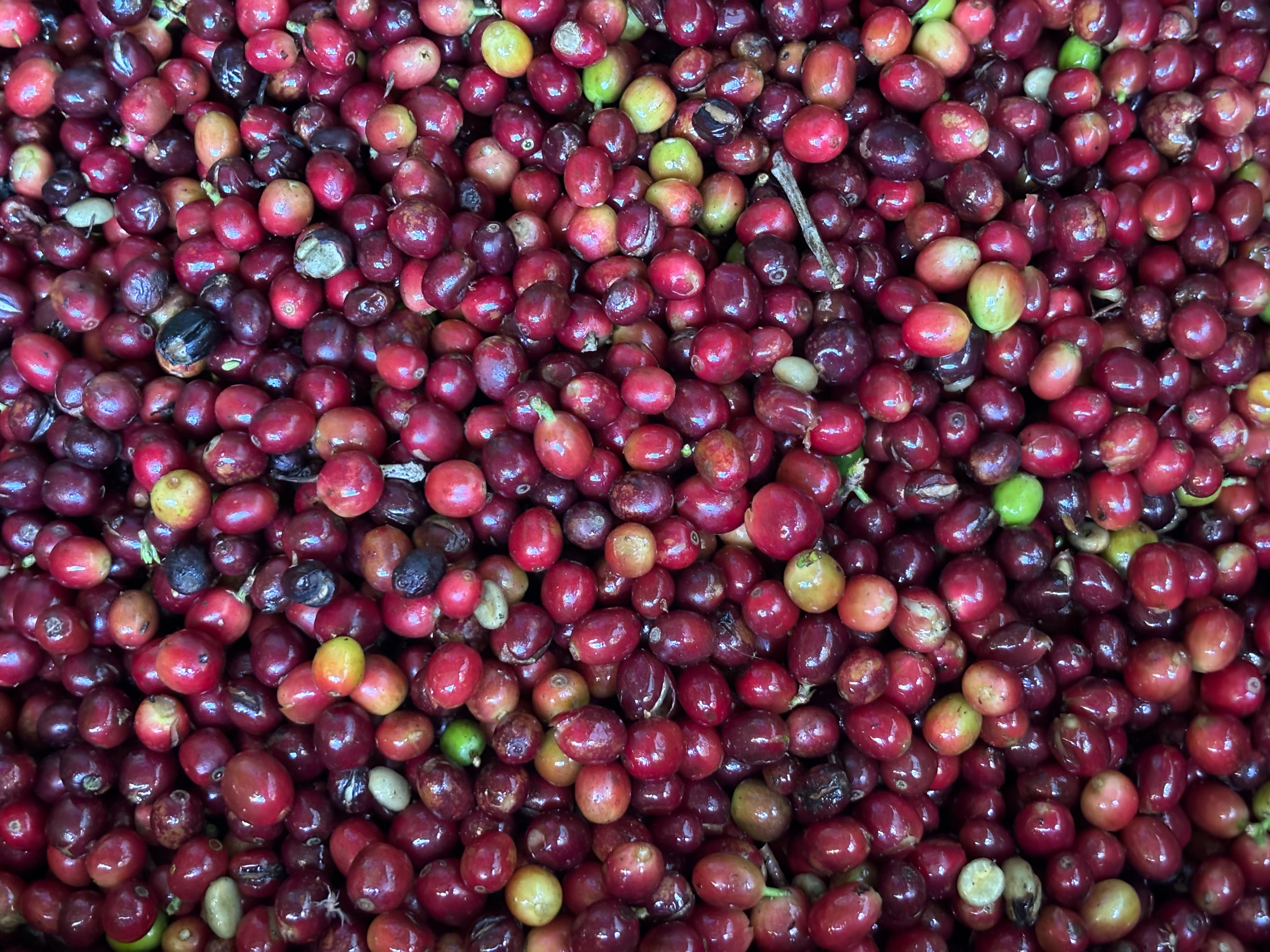 Cerezas de caf&eacute; rojas cosechadas vista cenital